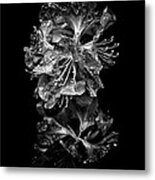 Backyard Flowers In Black And White 1 After The Storm Metal Print