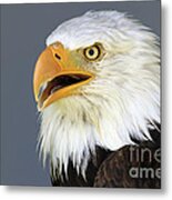 Bald Eagle 2 Metal Print