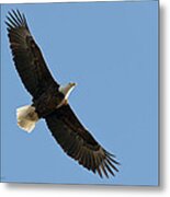 Bald Eagle At Bridger Mt Metal Print