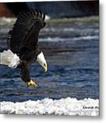 Bald Eagle Over Ice Metal Print