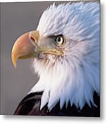 Bald Eagle, Alaska Metal Print