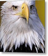 Bald Eagle Portrait Metal Print