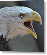 Bald Eagle Metal Print