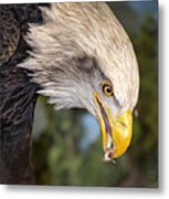 Bald Eagle Snacks Metal Print