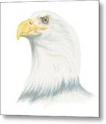 Bald Eagle Metal Print