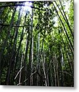 Bamboo Anyone Metal Print