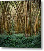 Bamboo Grove Metal Print