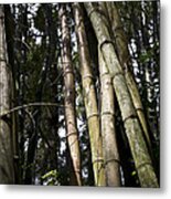 Bamboo Metal Print