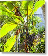 Banana Palm Tree With Luminous Shine Metal Print