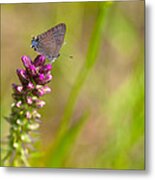 Banded Hairstreak Butterfly Metal Print