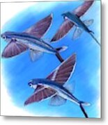 Bandwing Flying Fish Metal Print