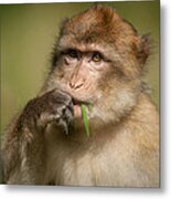 Barbary Macaque Metal Print