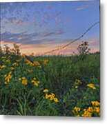 Barbed Wire And Common Tansy Metal Print