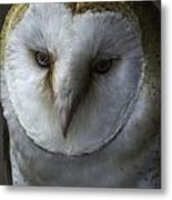 Barn Owl 2014-001 Metal Print