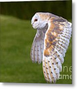Barn Owl In Flight Metal Print
