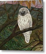 Barred Owl Metal Print