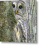 Barred Owl Peek A Boo Metal Print