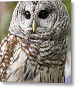 Barred Owl Portrait Metal Print