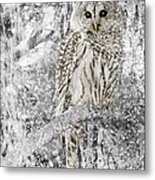 Barred Owl Snowy Day In The Forest Metal Print
