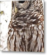 Barred Owl Metal Print