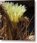 Barrel Cactus Flower Metal Print