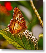 Basking In The Glow Metal Print