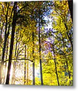 Bathed In Sunrays Metal Print