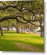 Battery Park Oaks Metal Print