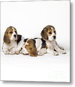 Beagle Puppies, Row Of Three, Second Metal Print