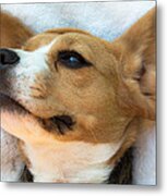 Beagles Dreams Metal Print