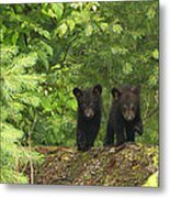 Bear Buddies Metal Print