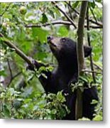 Bear Cub And Apples Metal Print