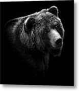 Portrait Of Bear In Black And White Metal Print