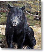Bear - Wildlife Art - Ursus Americanus Metal Print