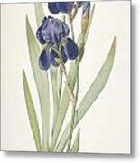 Bearded Iris Metal Print