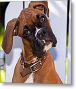 Beau The Boxer Metal Print