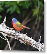 Beautiful Bird Metal Print