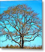 Beautiful Branching Metal Print