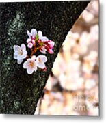 Beautiful Cherry Blossoms Blooming From Tree Trunk Metal Print