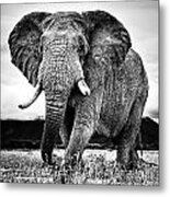 Beautiful Elephant Black And White 33 Metal Print