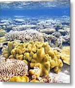 Beautiful Exotic Coral Reef Metal Print