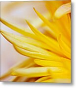 Spring Flower - Nature Photography Metal Print