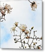 Beautiful Magnolia Stellata Star Magnolia Tree Metal Print