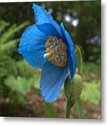 Beautiful Poppy Metal Print