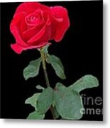 Beautiful Red Rose Metal Print