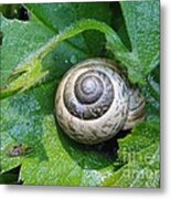 Beautiful Snail Metal Print