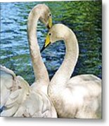 Beautiful Swans Metal Print