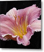 Beauty For Just A Day Metal Print