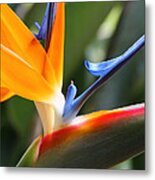 Beauty In Paradise Metal Print