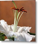 Beauty Of A Lily Metal Print